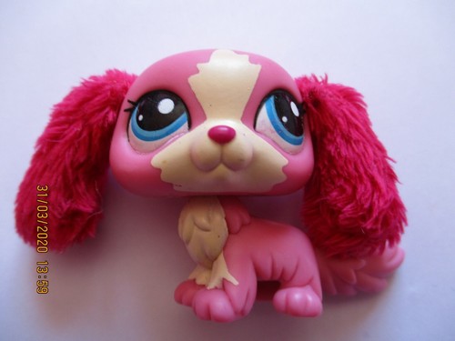Petshop chien cavalier king - petshop,