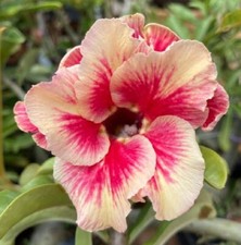 4 graines de FAUX BAOBAB