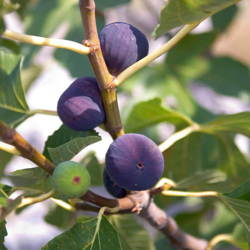 Ficus carica sultane - carica,