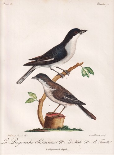 Pélican rameur oiseaux - rameur,