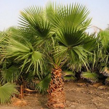 Washingtonia robusta - Palmier