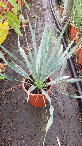 Yucca french flag cov - yucca, flag'