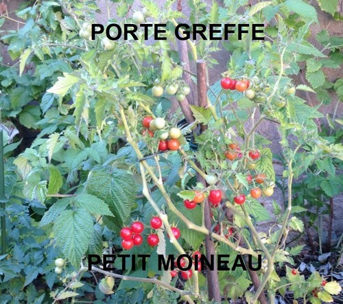 Sachet à 240 graines - un,