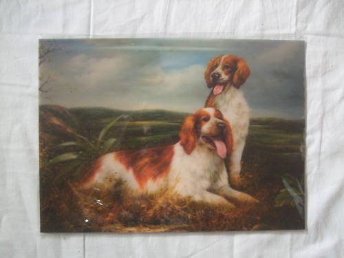 Magnifique poster chien - -,