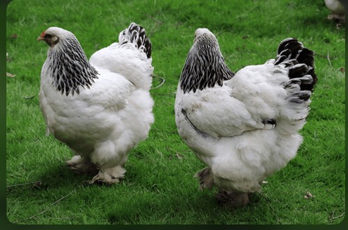 Pure bred white light brahma - pure,