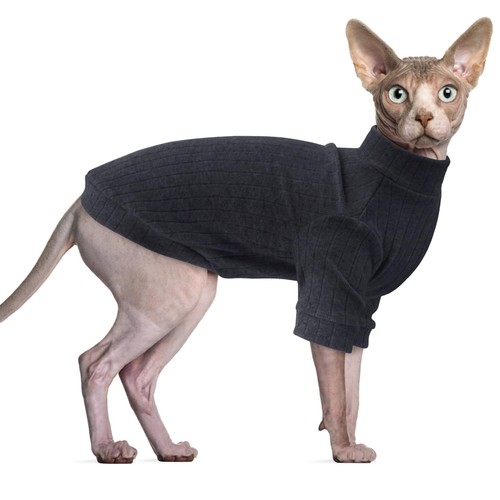 Vêtements pour chat sphynx - vêtements,