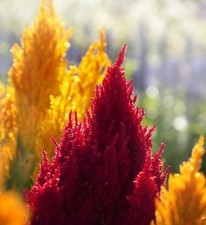 😊1000 graines de célosie