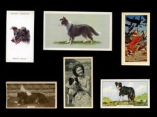 BORDER COLLIE WORKING SHEEPDOG Dog Vintage Cigarette & Trade Cards x 6 original