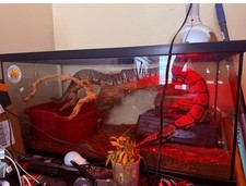 Glass Reptile Terrarium Tank