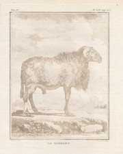Morvant Mouton Bélier Gravure