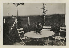 ANTIQUE PHOTO - VINTAGE SNAPSHOT - ANIMAL CHIEN GARDEN TABLE CROWN - DOG