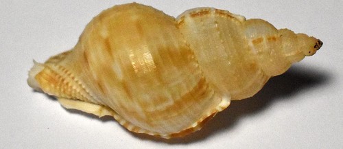 Coquillages bursidae bursa - bursidae,