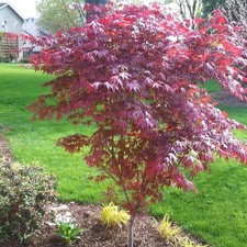 Acer palmatum 'Fireglow' -