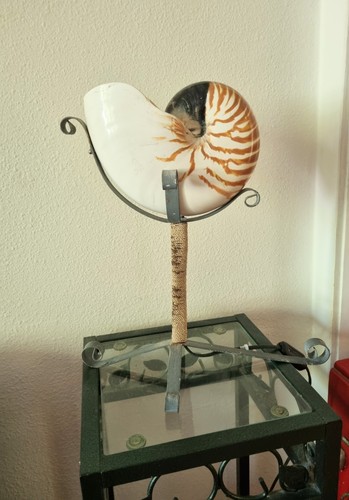 Grand coquillage nautile - ,