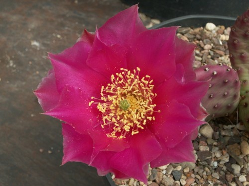 Opuntia paker x garnet - paker', 'garnet