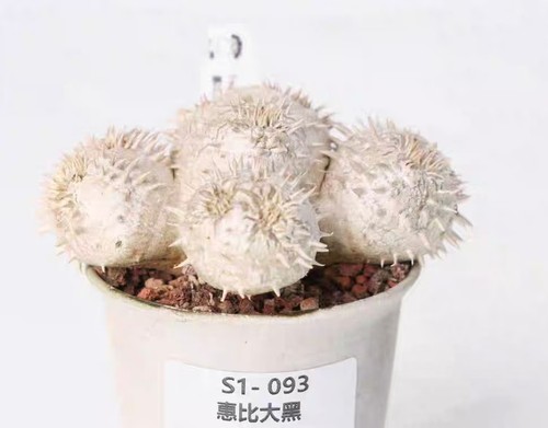 Pot 9cm rare cacti plant - pot,
