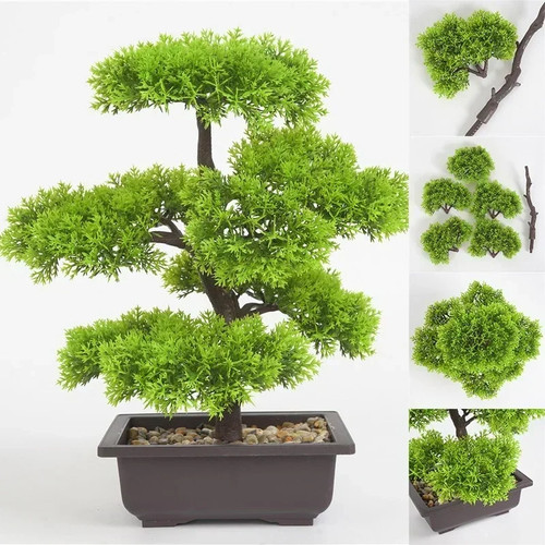 Bonsai mini petit arbre plante - arbre,