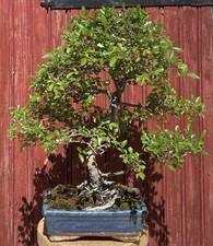 BONSAÏ ORME DE CHINE ZELKOVA
