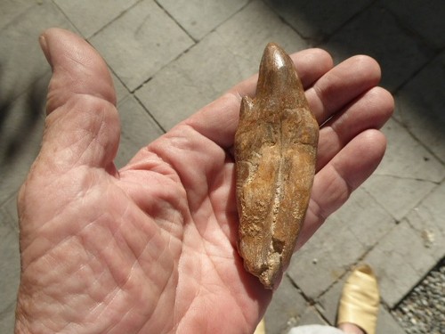 Molaire fossilisee - molaire,