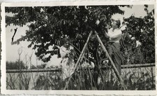 ANTIQUE PHOTO - VINTAGE SNAPSHOT - TREE SCALE CHERRY PICKING FUNNY-LADDER