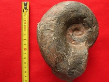 Ammonite du Toarcien 