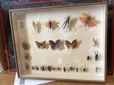 ANCIEN CADRE PAPILLONS