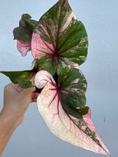 AUTHENTIC Caladium  Pleang  1 bulbs