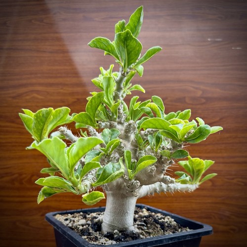 Pachypodium saundersii - pachypodium, 6.0”