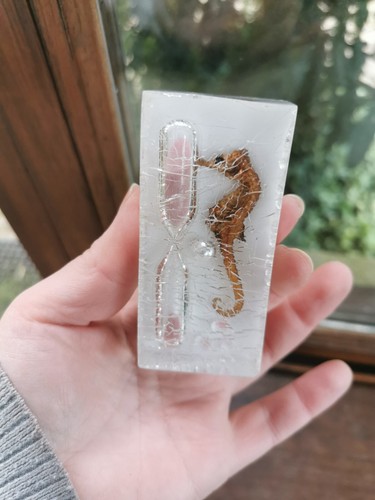 Sablier hippocampe dans - , le