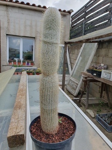 Cactus cierge espostoopsis - cactus,