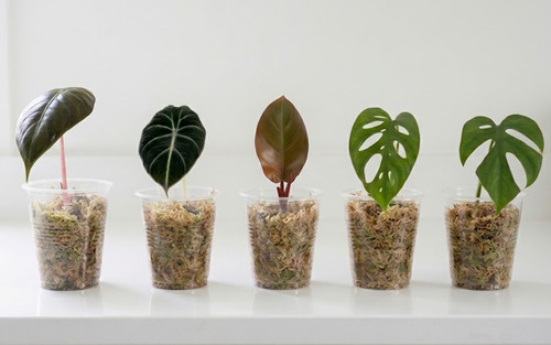 Lot boutures de plantes - lot,