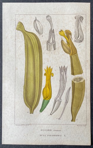 Histoire naturelle bananier - naturelle,