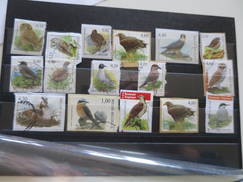 Belgique oiseaux par - belgique,