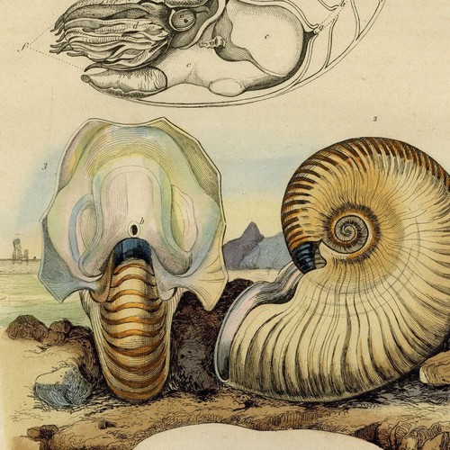 Mollusque natice nautile - mollusque,