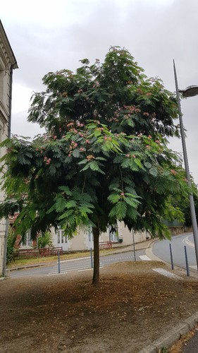 Albizia julibrissin rouge - julibrissin, 'rouge