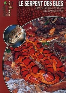 Serpent des blés - le,