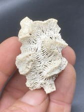 1.90'' / 4.8cm - Very Beautiful White Coral Lobophyllia Corymbosa Fossil