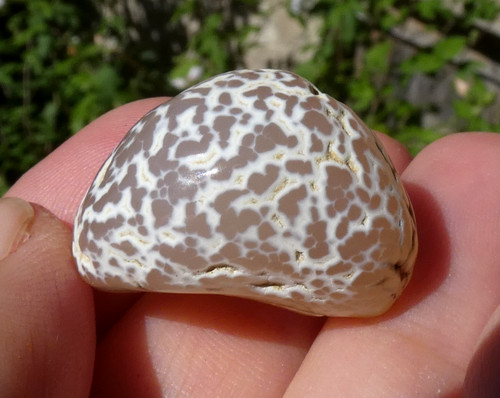 Moule fossile pseudomorphe - fossile,