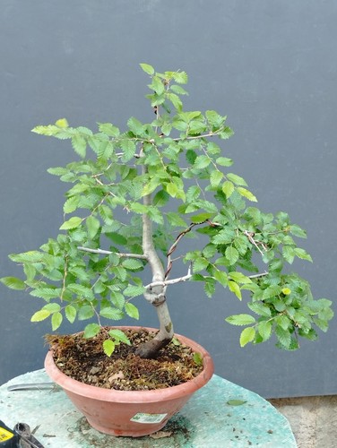 Bonsaï carpin blanc 37 - 50,