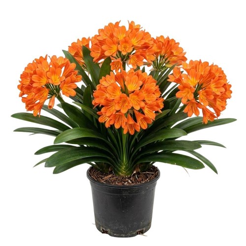 Orange clivia miniata plant - miniata,