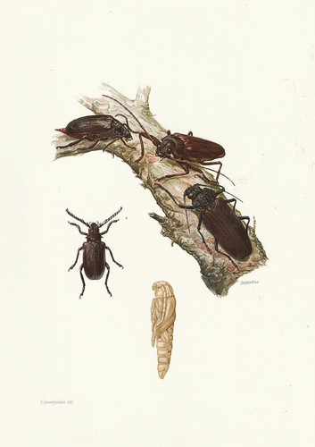 Planche histoire naturelle - planche,