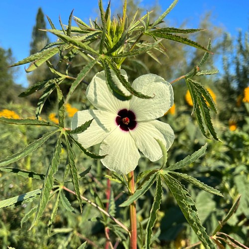Kenaf white hibiscus - kenaf,