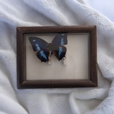 Cadre Papillon Naturalisé