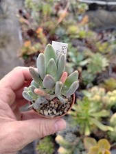 Pachyphytum longifolium big