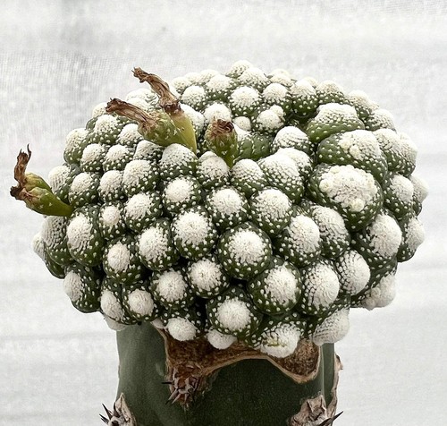 Blossfeldia liliputana - , 10