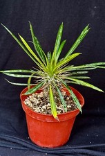 Pachypodium lamerei