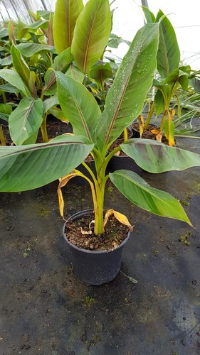 Musa sikkimensis red tiger - musa, /