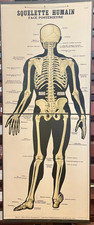 E. Deyrolle Teaching Board "Human Skeleton, Hind Face", ca. 1830
