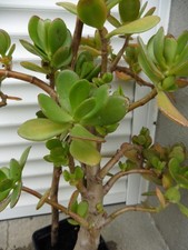 CRASSULA OVATA,ou ARBRE DE