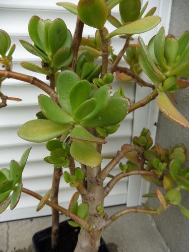 Crassula ovata arbre de - arbre,